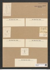 Plagiogramma orientale Grev. (de-Toni-Nr.: Genus 83, Species 2900) Zeichnungen Sammlung Grunow Nr. 5891 (NHMW-BOT-W0374345)